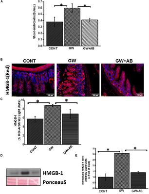 Dysbiosis-Associated Enteric Glial Cell Immune-Activation and Redox Imbalance Modulate Tight Junction Protein Expression in Gulf War Illness Pathology